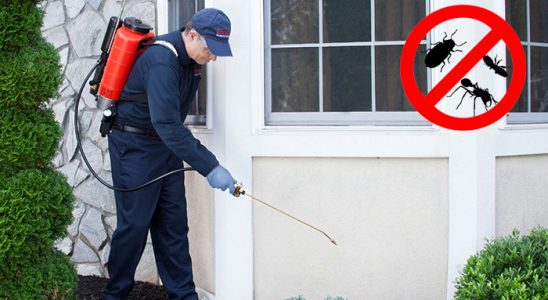 Çeltik Karınca İlaçlama böcek ilaçlama ve haşere kontrolü — ilaclama-tr.com